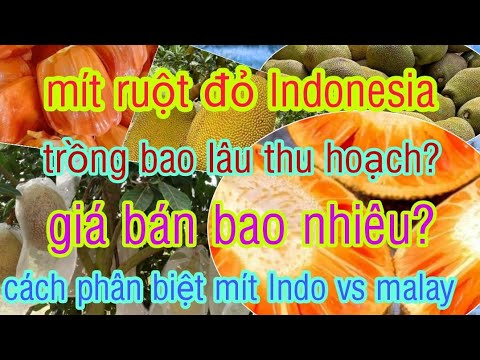 Video mít ruột đỏ Indonesia và giá bán hiện nay - youtube