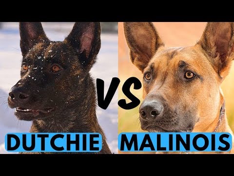 Belgian Malinois vs Dutch Shepherd Difference