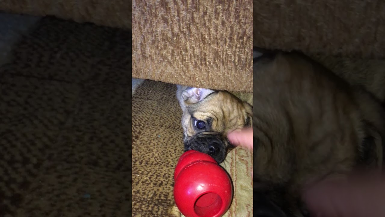 Sailor the Pug Puppy hiding all her toys under the Couch YouTube