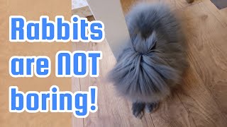 Rabbits Boring? See This Crazy Lionhead Rabbit Bunny Blue