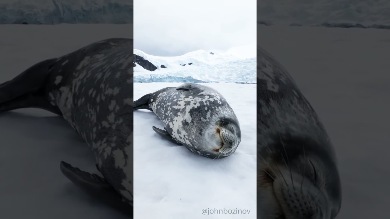 Then first cop a seal - YouTube, image size:1280x720