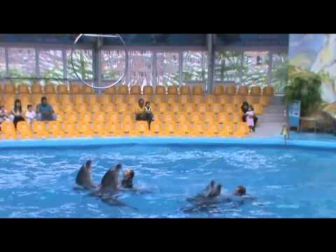 Yerevan Dolphinarium Nemo. Dolphins play football....