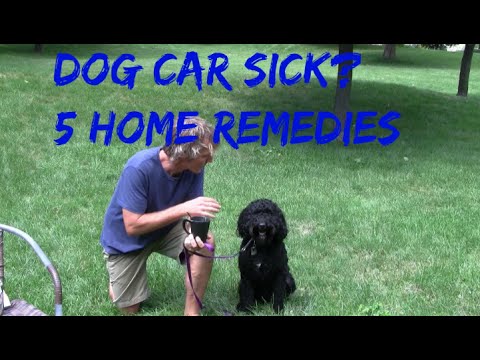 Video: How To Prepare For A Car Ride If Your Dog Is Seasick