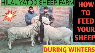 HOW TO FEED YOUR SHEEP DURING WINTERS / WINTER FEEDING / SHEEP FEEDING/SHARE AND SUBSCRIBE