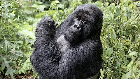 How To Book Your Gorilla Trek in Rwanda