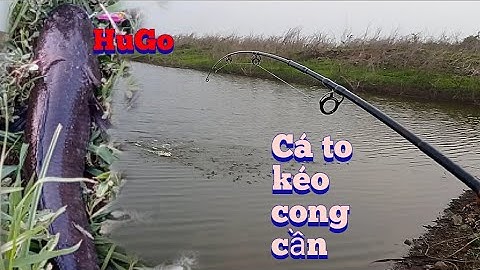 câu lure câu rê cá lóc sông bằng mồi cá sắt mồi giả nhái nhảy gặp nhiều cá ăn mạnh / Thiên caro lure