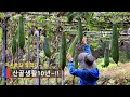 [Sub]  주렁 주렁 수세미 따서 천연수세미 만든 날~