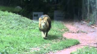 Lion at Paignton Zoo jumps up to the viewing glass, 05-06-11