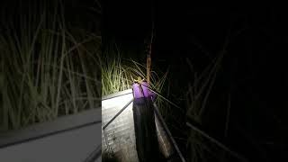 Gigging Frogs Florida Style