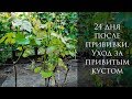 24 дня после прививки. Уход за привитым кустом