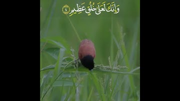 ن وَالْقَلَمِ وَمَا يَسْطُرُونَ / القارئ سالم الرويلي