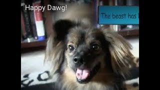 Happy Dawg! by LostPet FoundPet 382 views 6 years ago 1 minute, 57 seconds