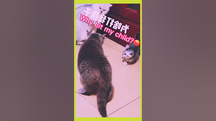 Mother cat protects kitten from male cat/ Cute animals/ #shorts