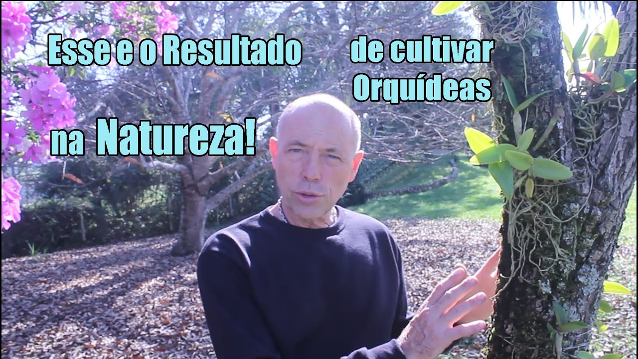 Como ficaram as orquídeas que plantamos na Natureza?