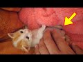 【子猫】お腹をなでたらオシッコをし始めた子猫がこちら笑