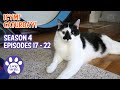 ICYMI Caturday! * Lucky Ferals S4 Episodes 17 - 22 * Cat Family Vlog