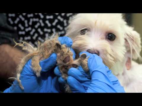 flower mound pharmacy Humane Society of Flower Mound 2012 Year in Review