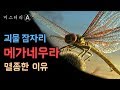 초 거대 잠자리가 멸종한 이유 (Feat.곤충의 탄생) / 메가네우라