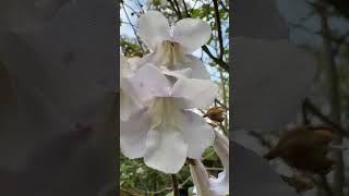 Foxglove tree - flowers - April 2026