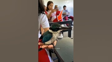 This Bird Solved Japan’s Biggest Train Problem #science #sciencefacts