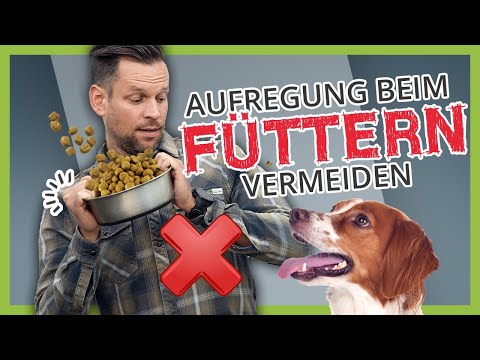 Video: Wie man einen Hund aufhört, Futter zu stehlen