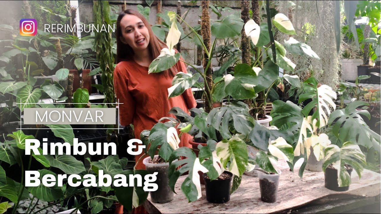 Membuat Monstera Varigata Rimbun dan Bercabang