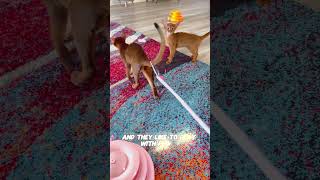 Abyssinian Cats Playing Different Then Other Cats