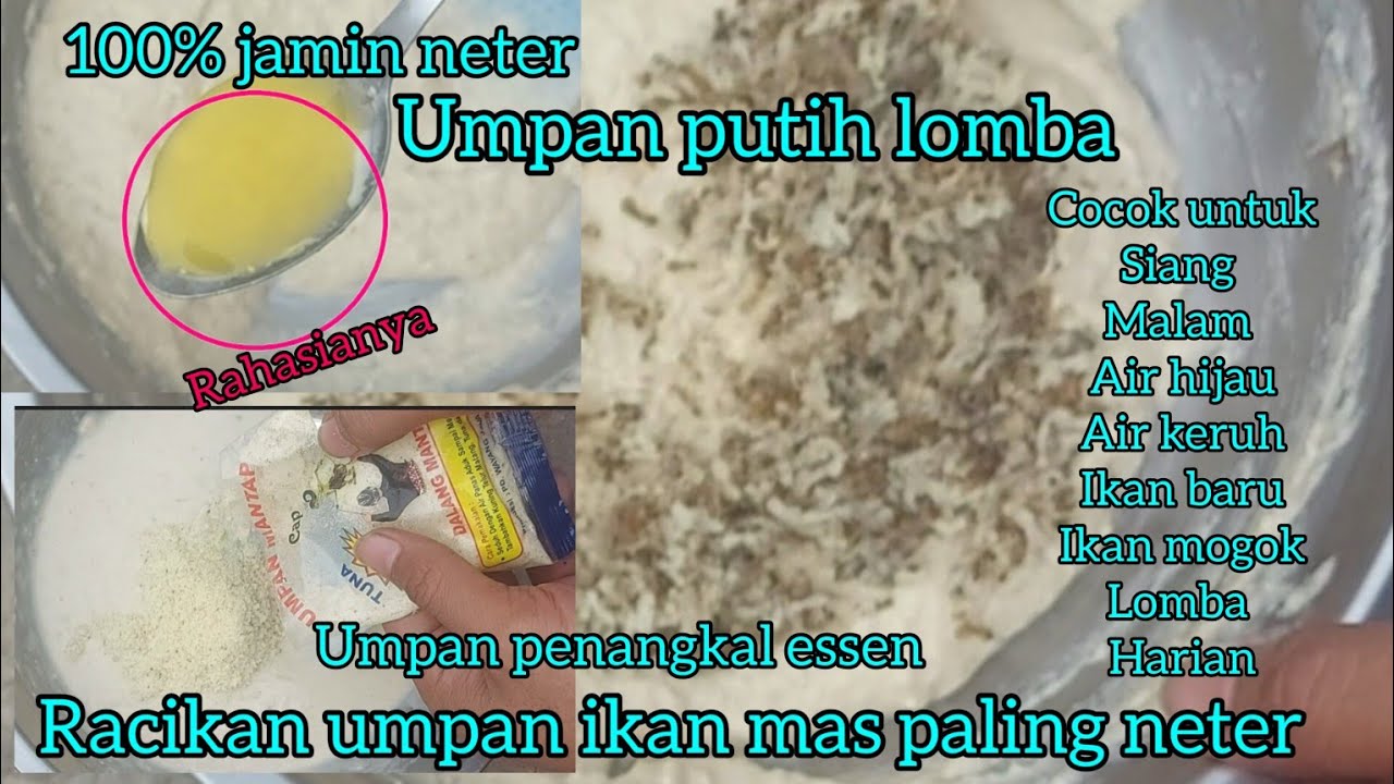 GAK NETER KEBANGETAN,,!! umpan ikan mas jitu ,,lomba maupun harian