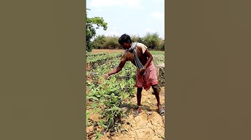 See What He Was Harvesting (Pointed Gourd) #shorts