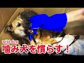 野犬の噛み犬を慣らすーHow to accustom a wild dogー