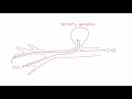 HSV Encephalitis - Pathogenesis, Clinical Presentation, and Diagnosis