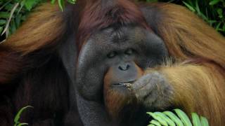 Mist and Mystery: Borneo's Vanishing Tribes - Dayak Trailer