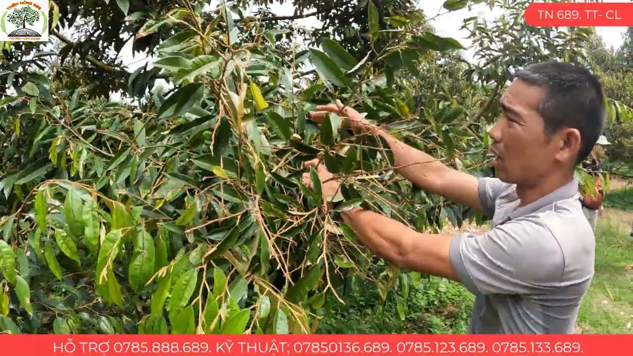 HƯỚNG DẪN KỸ THUẬT PHỤC HỒI SẦU RIÊNG SAU KHI THU HOẠCH