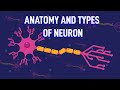 Neurons Anatomy and Functions in Human Biology