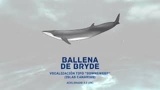 03 Ballena Bryde 1