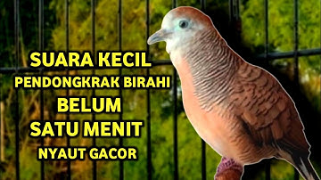 Perkutut Betina Memanggil Jantan Suara PALING BERHASIL Memancing Perkutut Jantan Langsung Manggung