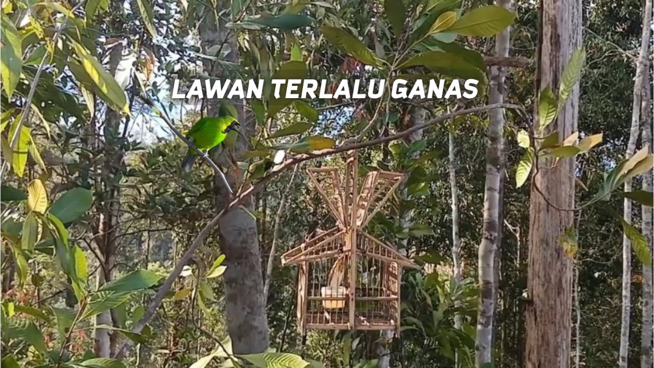 MIKAT BURUNG CUCAK IJO MINI HUTAN SUMATERA LAWAN SANGAT GANAS