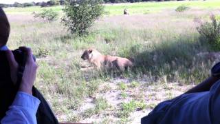 Young Lazy, Digesting Lion