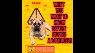 WARNINGS! Before You Buy A Boerboel!! #boerboel #mastiff #bigdog #guarddog #dogsofinstagram by Pawfextion 146 views 1 month ago 12 minutes, 3 seconds