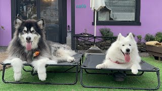 A samoyed who got a crush on Malamute Oppa(오빠) in Jeju Island by 사모예드 프림 693 views 6 months ago 6 minutes, 41 seconds