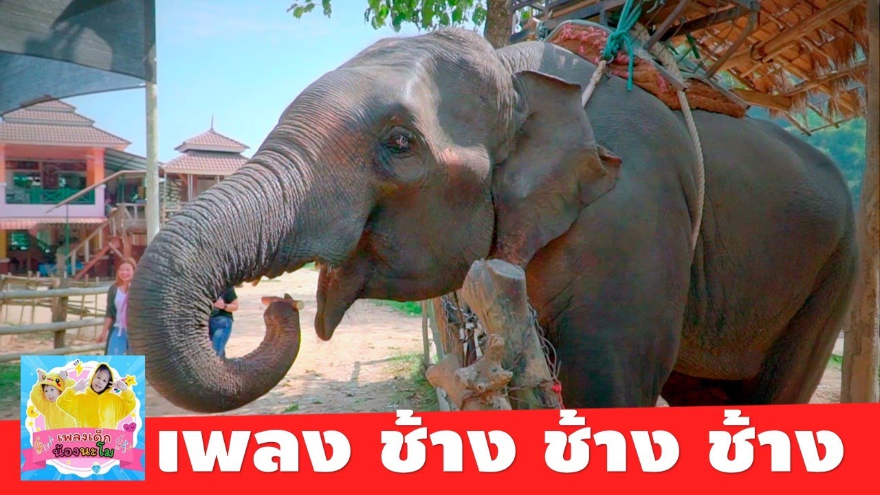 ช้างตัวเป็นๆ ประกอบ เพลง ช้าง ช้าง ช้าง น้องเคยเห็นช้างหรือเปล่า
