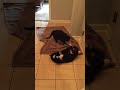 Luigi & Lorenzo - Two Funny Cats Wrestling Part II
