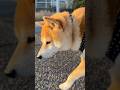 柴犬、夕暮れに照らされて【豆柴ころた】#shorts #柴犬 #柴犬のいる暮らし #豆柴 #shibainu