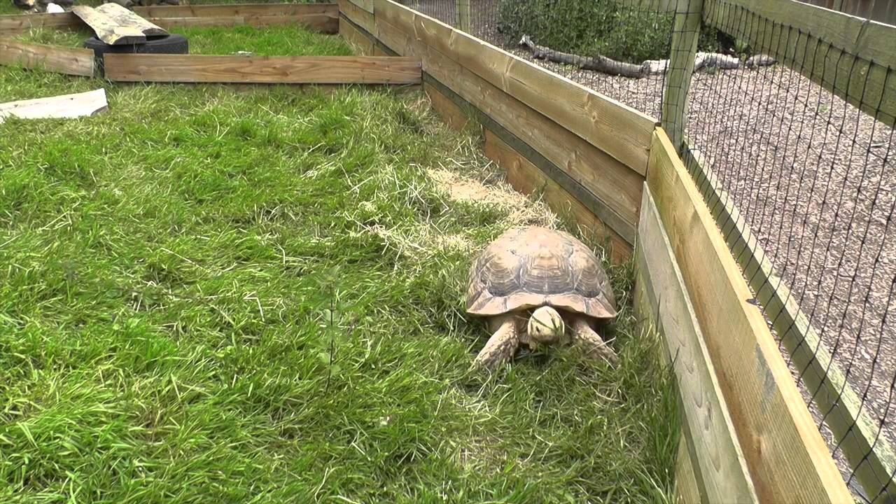 Highlights Of Axe Valley Wildlife Park (15th June 2014)