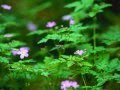 東日本大震災の被災者の皆様へ 「離れていても」