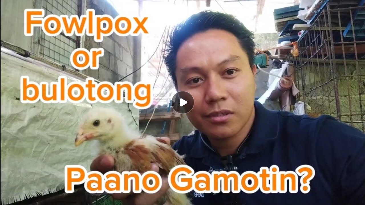 Paano Gamotin Ang Bulutong or Fowlpox | How To Cure Fowpox