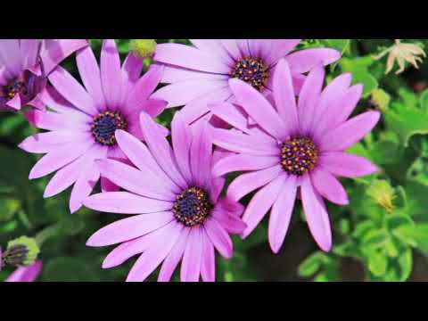 Vídeo: African Arctotis Daisy Care: Como cultivar flores de margarida Arctotis