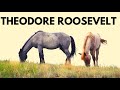 The Best of Theodore Roosevelt National Park: 17 things to do + Wild Horses & Medora, North Dakota