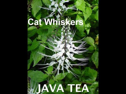 புனை மீசை மூலிகை java tea