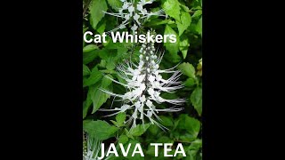 புனை மீசை மூலிகை java tea